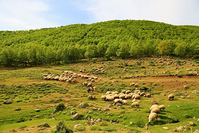 Sheep in Grassland
