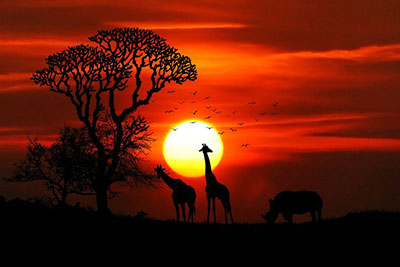 Savanna Sunset