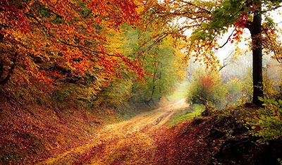 Fall Trees