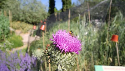 Thistle