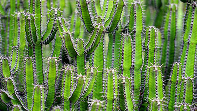 Cacti