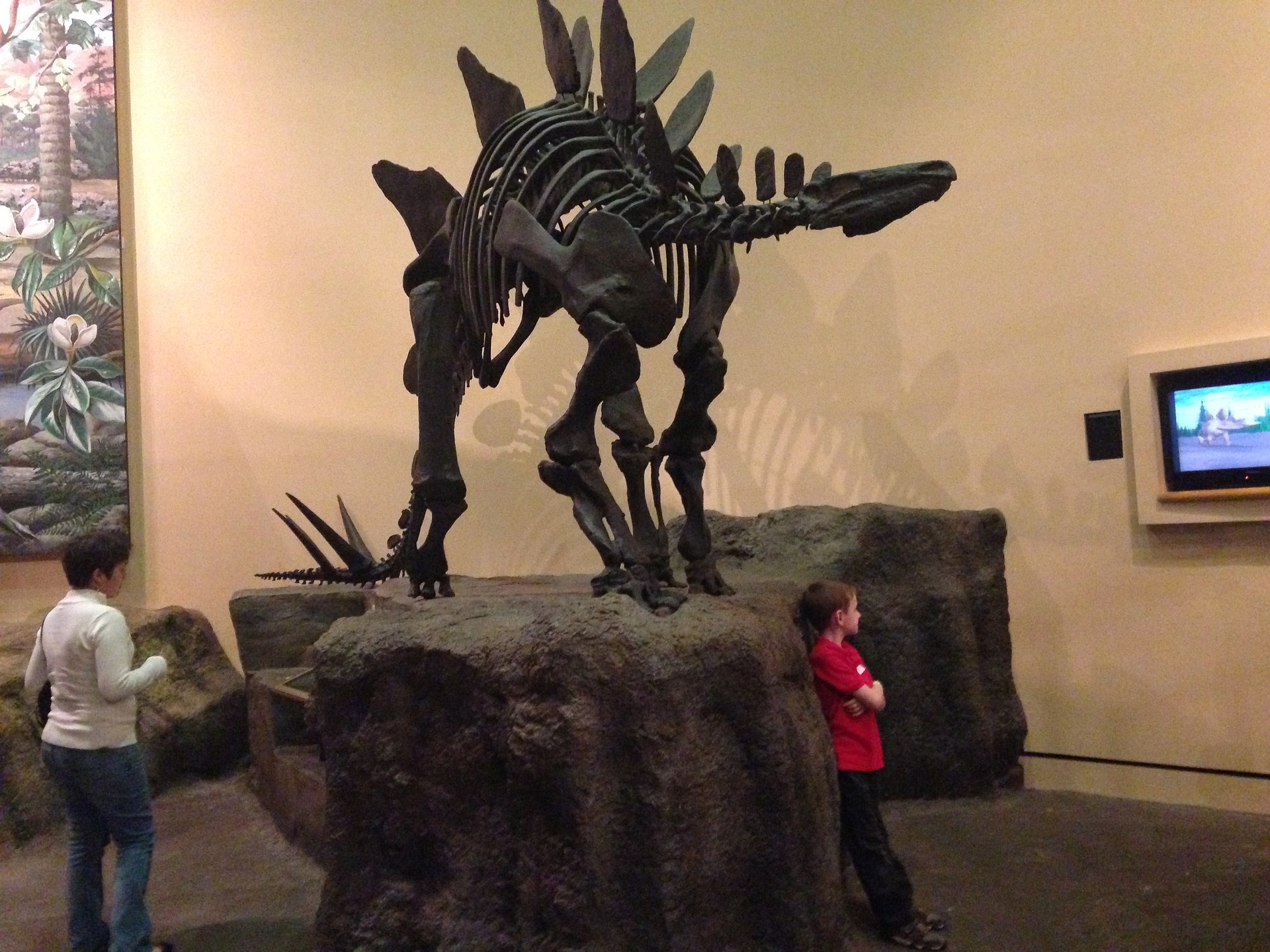 Stegosaurus Fossil